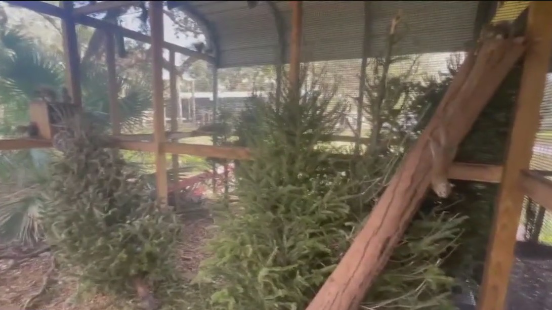 Recycling Christmas trees for wildlife